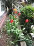 front bed tulips.JPG